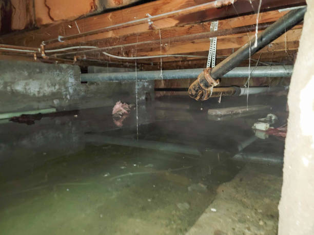 Best 24-hour water damage restoration  in Lambertville, MI