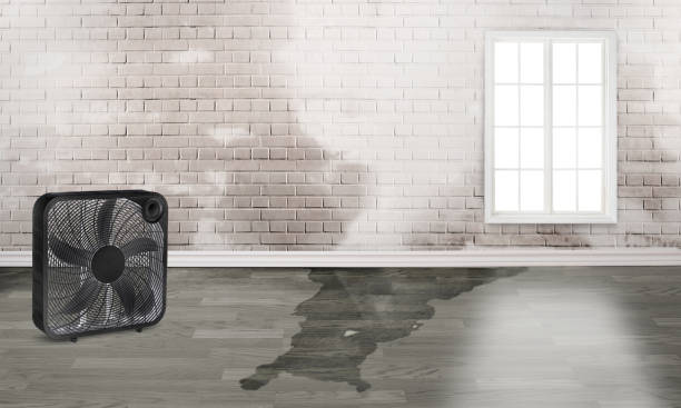 Best Emergency water damage restoration  in Lambertville, MI